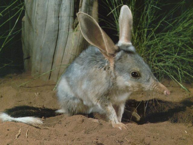 An adult bilby in bush land at night