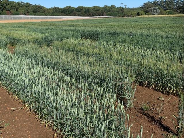 Near isogenic lines growing at Manjimup 2023 as part of a summer seed increase. This seed will be sown at three national sites at Dale, Mintaro and Wagga Wagga in 2024 (Source Graham Blincow, DPIRD)