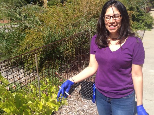 UWA Scientist Patricia Agudelo-Romero has been sequencing and comparing the genomic sequence of Cabernet clones