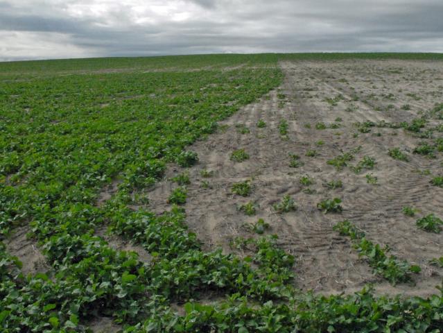 Good canola establishment after rain on left compared with very poor establishment when dry sown on right.