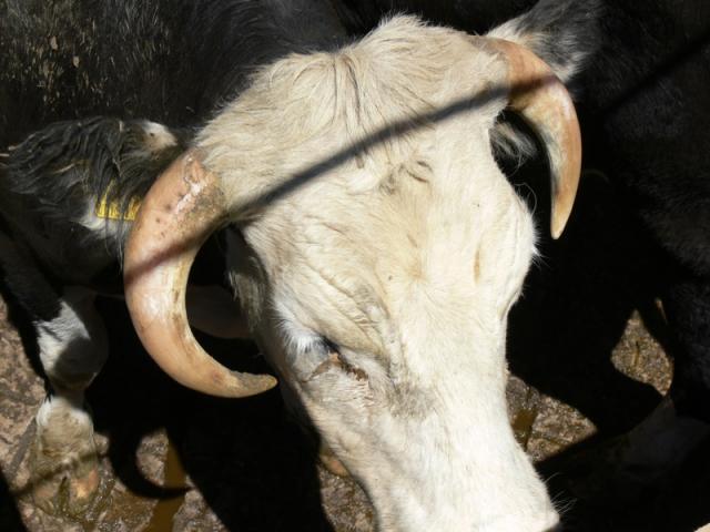 A cow with ingrowing horns