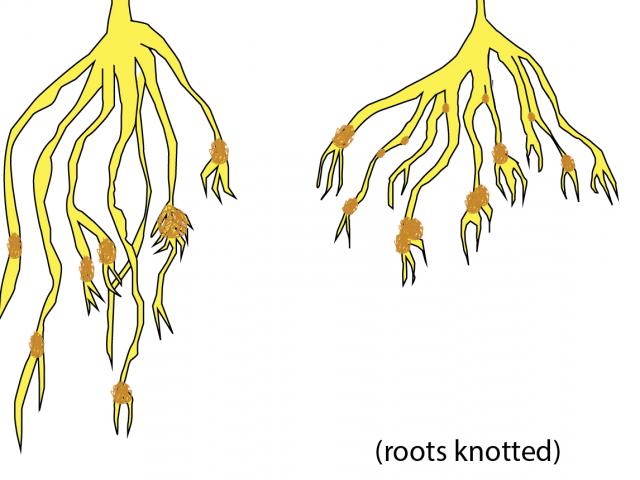 Roots affected by cereal cyst nematode