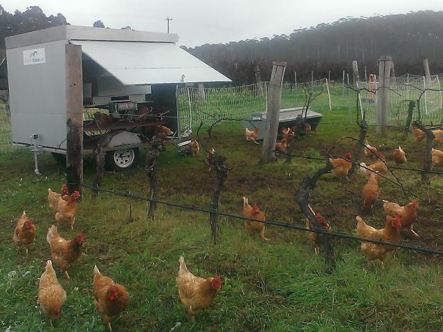 Chicken hatch placed in vineyard