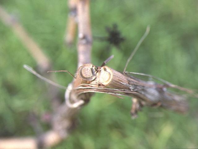 Internal feeding in vine cane by common auger beetle adult