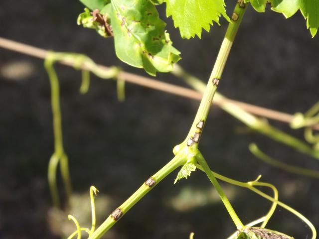 grape stem with blackspot infection