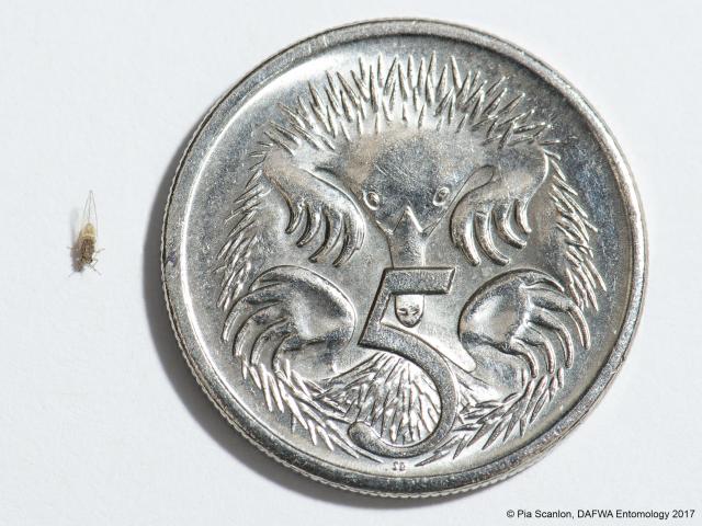 Size of Bactericera cockerelli in relation to a 5 cent piece