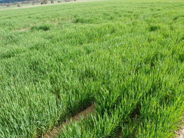 Barley shows uniform establishment and growth in mouldboard ploughed soil