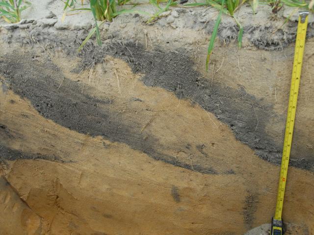 Image shows a deep yellow sand soil profile that has been inverted with a modified one-way plough, the topsoil is laid down in quite narrow lenses that angle from the surface to about 35cm into the soil profile