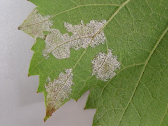 Underside of a grape leaf with areas of raised white spores resembling down