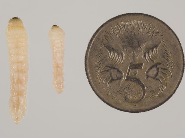 EHB larvae next to a five cent piece