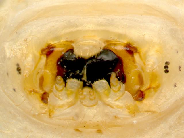 EHB larvae have distinctive mouth parts