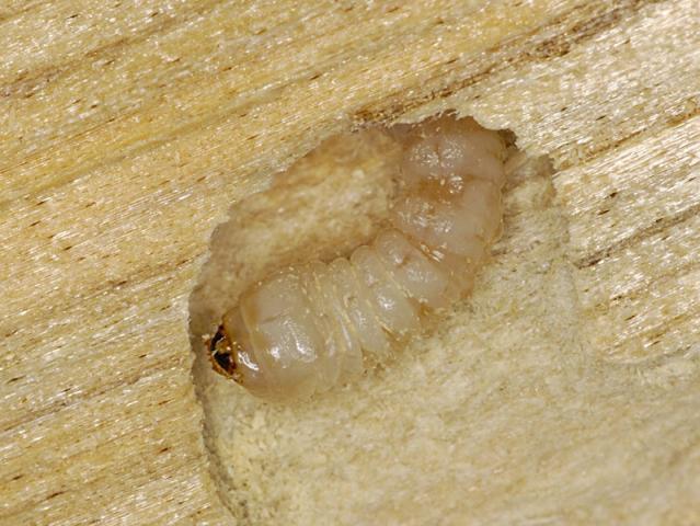 EHB larvae tunnelling through pinewood