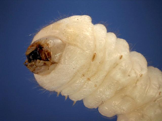 Close-up of EHB larvae