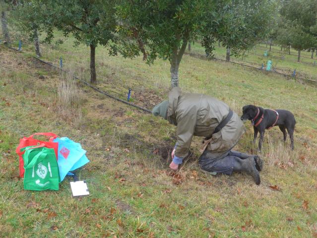 person and dog harvesting truffles