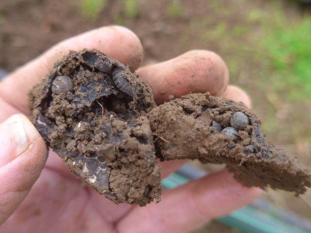 slaters in a severely damaged truffle