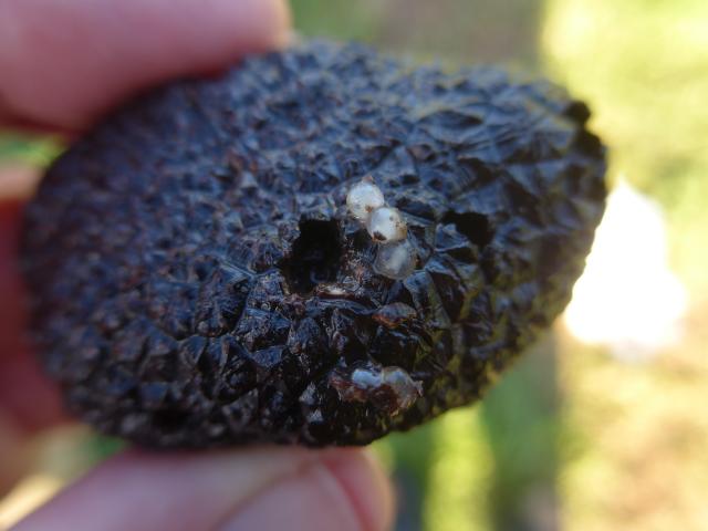 slug eggs and damage on truffle