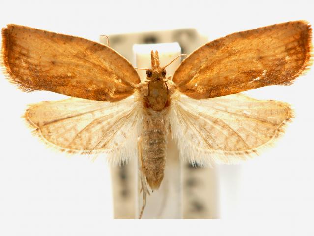 Light brown apple moth female adult. Photo courtesy CSIRO, National Research Collections Aust. & L. Willan; Aust. Moths Online