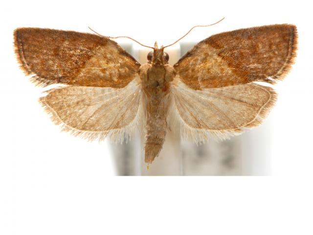 Light brown apple moth male adult. Photo courtesy CSIRO, National Research Collections Aust. & L. Willan; Aust. Moths Online