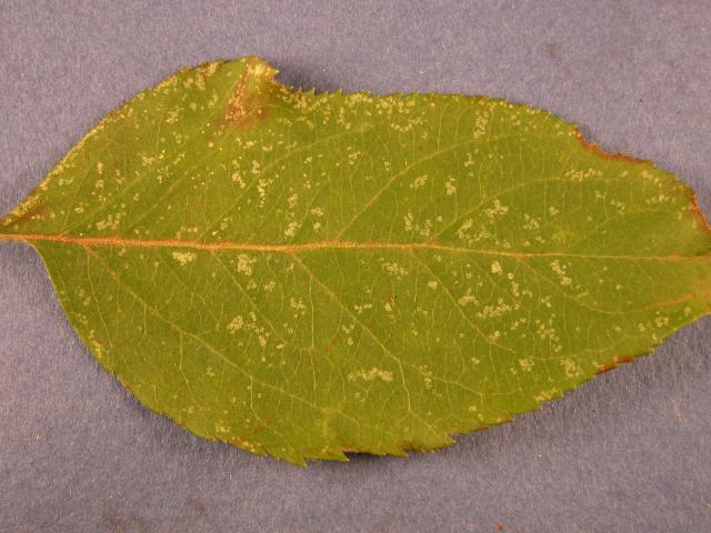 European red mite feeding damage on an apple leaf showing discolouration of leaf tissue