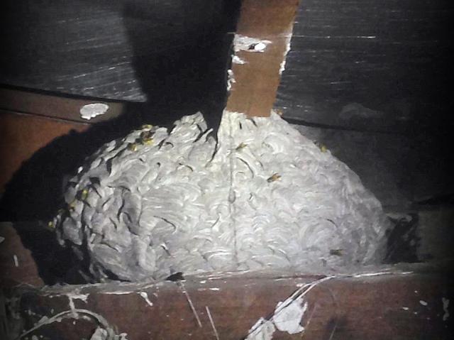 European wasp nest found in Busselton