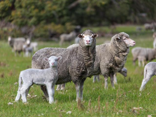 Sheep in paddock
