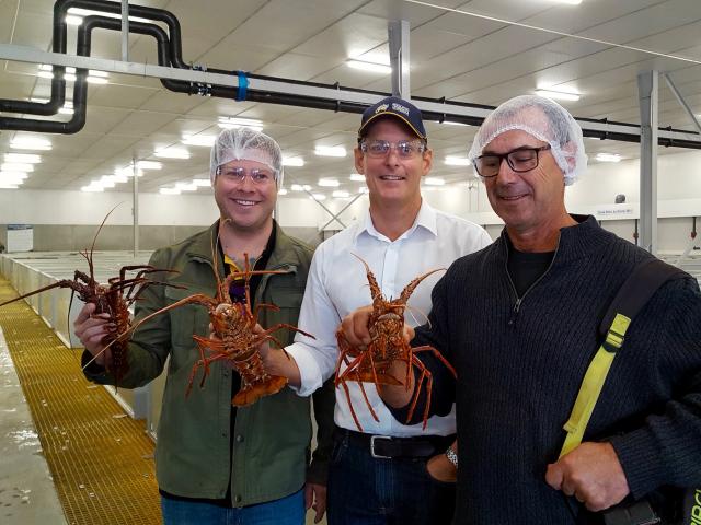 Study tour participants hold live lobsters at the Geraldton Fishermen’s Cooperative facility