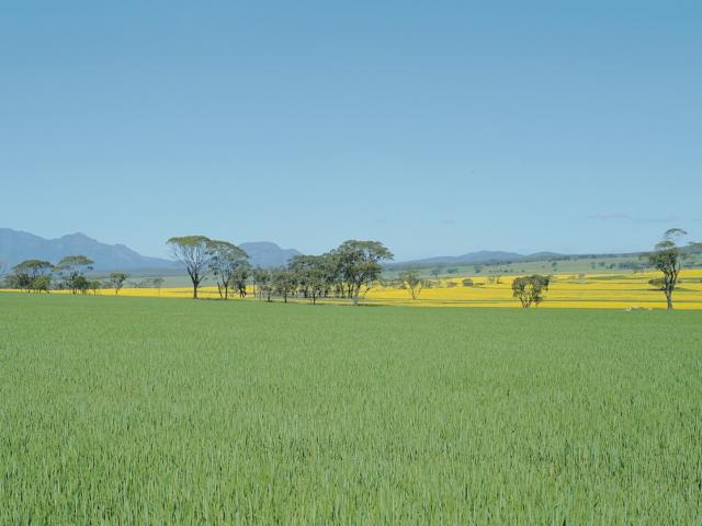 A field of wheat and canola