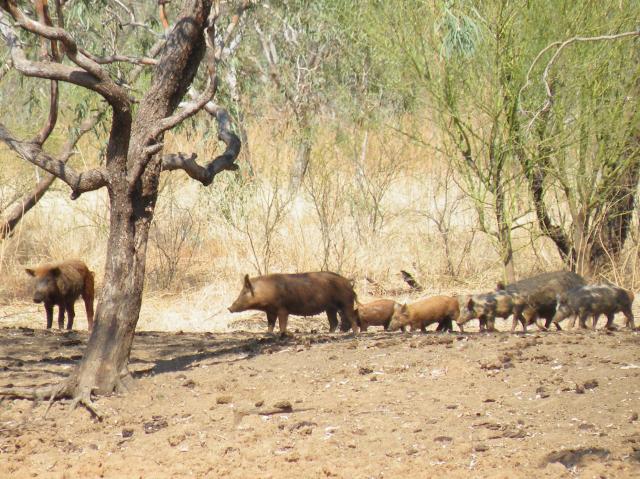A family of feral pigs standing by a waterhole