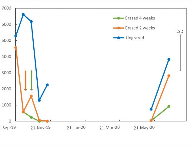 Figure 2: Average number of RLEM in pasture at Boyup Brook and Kalgan that was ungrazed, grazed for 2 weeks or grazed for 4 weeks in 2019 with bar showing least significant difference (LSD). Arrows indicate when livestock were removed, colour indicates tr