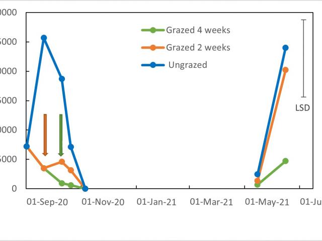 Figure 4: Average number of RLEM in pasture at Boyup Brook, Kalgan and Cranbrook that was ungrazed, grazed for 2 weeks or grazed for 4 weeks in 2019 with bar showing least significant difference (LSD). Arrows indicate when livestock were removed, colour i