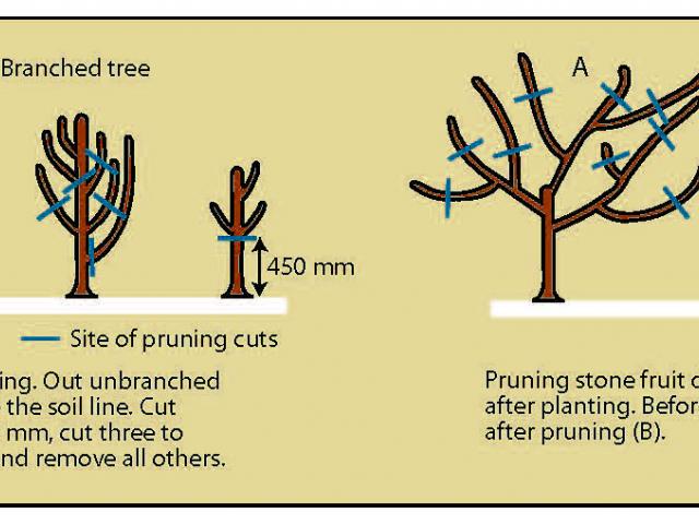 Hand drawings showing pruning fruit trees at planting and through the first winter.