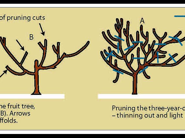 Hand drawing showing pruning of two-year-old and three-year-old fruit tree.