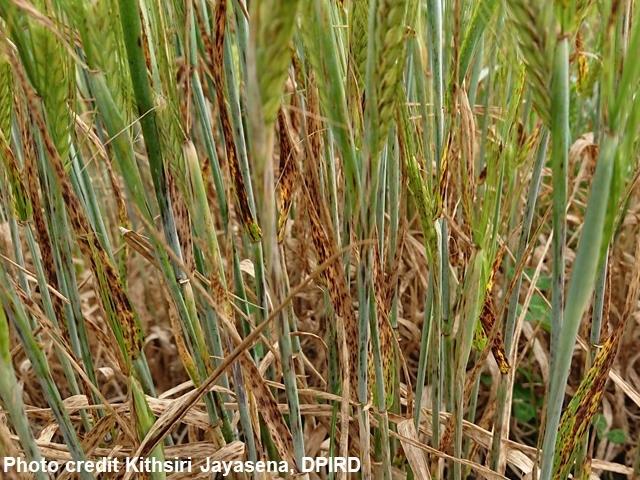 Demethylase Inhibitor (DMI) resistant spot type net blotch symptoms on leaves as detected on Oxford barley near Wellstead, Albany Port Zone, WA in 2017. 