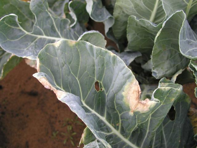 Black rot infection on cauliflower leaf, causing light brown to yellow V-shaped  lesions, starting from the leaf margin.