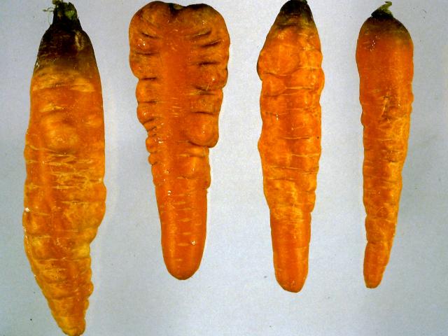 A number of carrots showing symptoms of severe root damage caused by carrot virus Y including blackening and distortion
