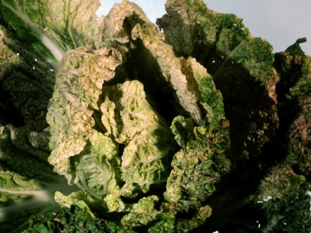 Chinese cabbage showing extensive necrotic patches characteristic of turnip mosaic virus
