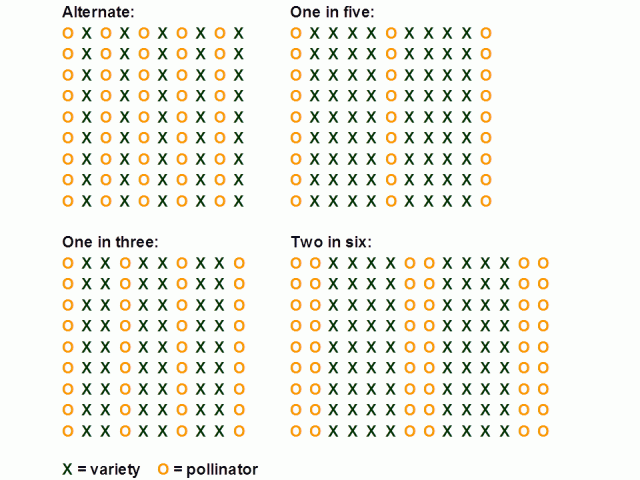 Figure 3 The full row method: (pollinator varieties are planted in full rows)