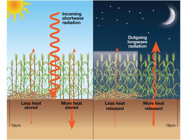 The soil heat bank. Heat is captured in the soil during the day and radiates out during the night into the canopy