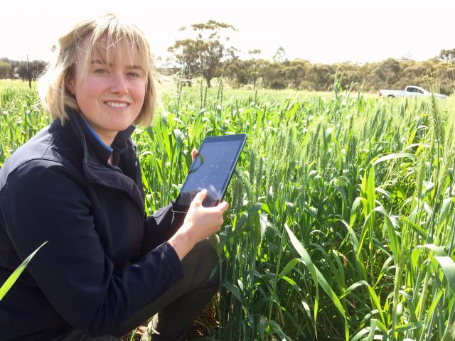 Person holding an ipad crouched in front of a green wheat trial