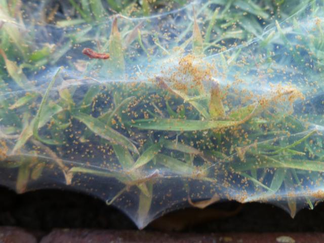 Grass webbing mite, Oligonychus araneum, under webbing on kikuyu lawn