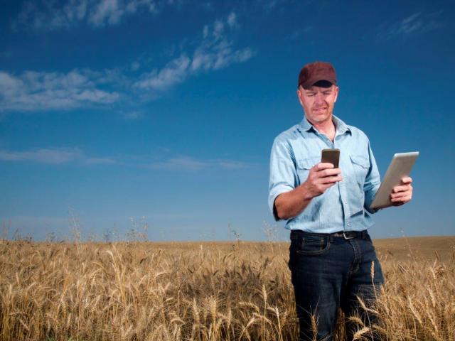 A farmer standing in a field looking at a smartphone