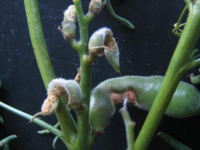 Anthracnose infected pods