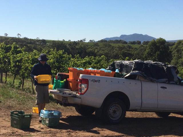 Picking grapes in Mount barker