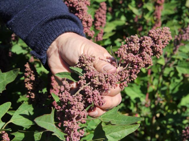 close up of hand holding head of quinoa plant in full flower