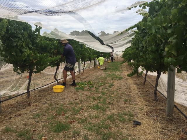 Grape pickers at work in the vineyard