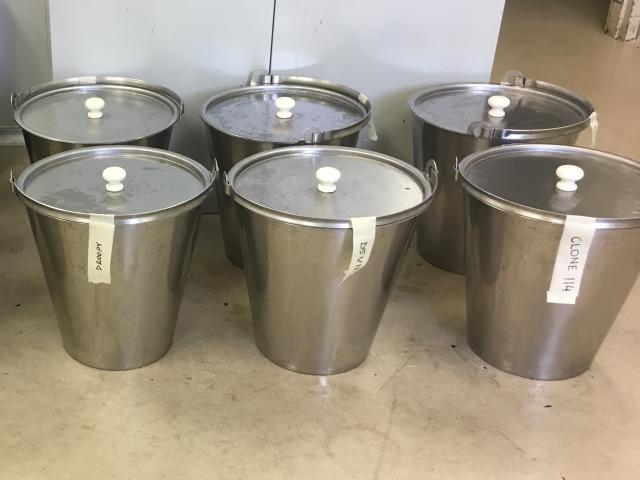 Pinot Noir ferments in stainless steel buckets