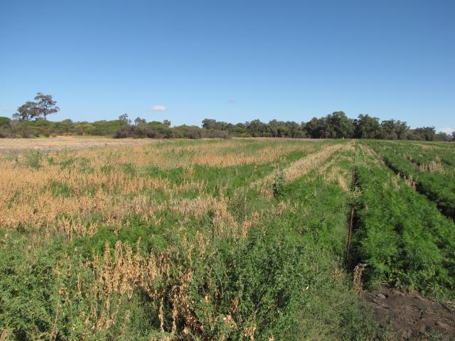 A carrot crop severely affected by root-knot nematodes is unable to compete with weeds