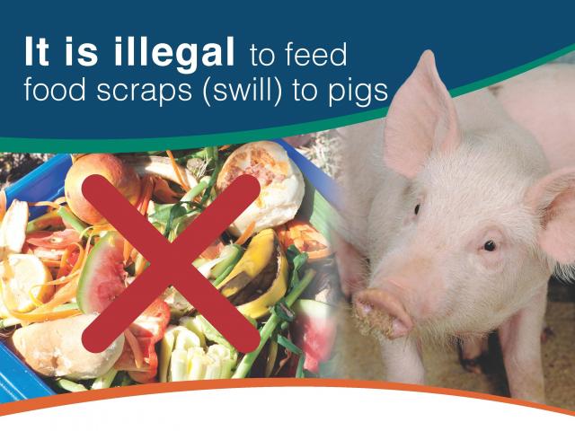 Graphic reads "It is illegal to feed food scraps swill to pigs" with a picture of a pig and a red X through bucket of food scraps