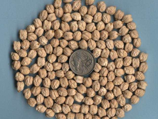 Photograph of about 300 seeds of Kabuli chickpea that are arranged flat on a table to form a large circle surrounding a 20 cent coin. About 3.5 seeds equal the diameter of the coin. Seeds are light beige, cream coloured.