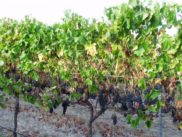 Heavy infestations of mealybug result in premature leaf drop exposing grapes and affecting the vine’s ability to ripen crops.